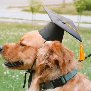 Dog Graduation Hat